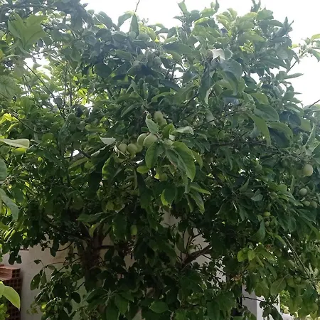 Kaplica Koeyuende Tam Muestakil Apartman Davlos